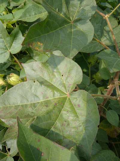 Cercospora Leaf Spot of Cotton - Cotton