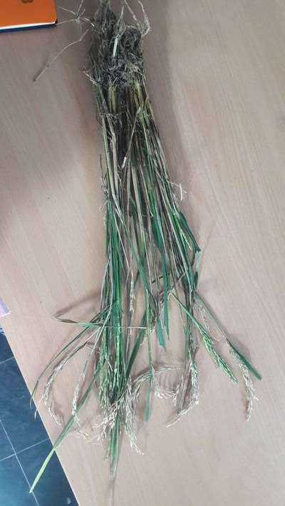 Stem Rot of Rice - Rice