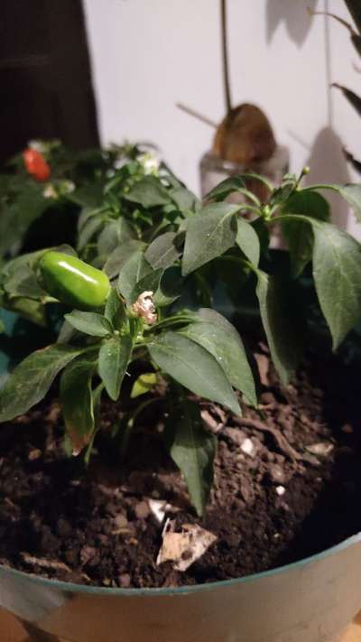 Marchitez del chile - Capsicum y chile