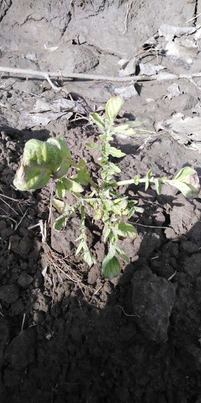 Potato Late Blight - Potato