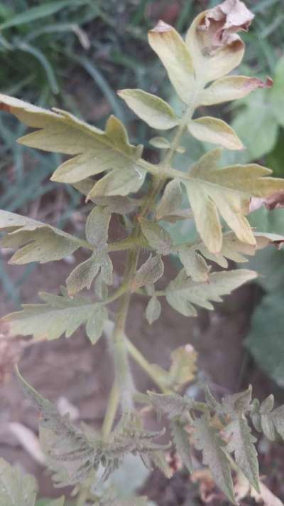 Aphids - Tomato