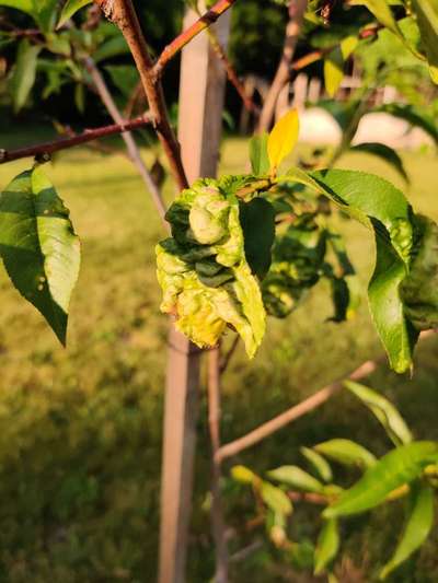 Peach Leaf Curl - Peach