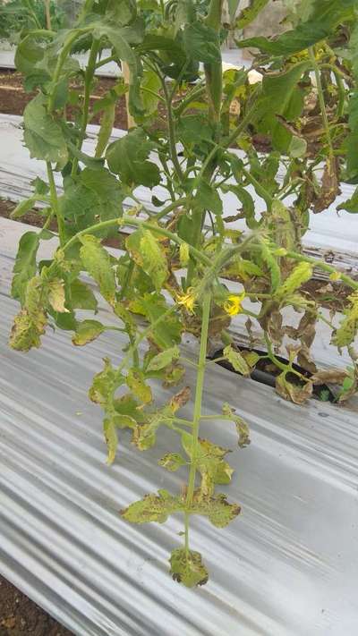 Early Blight - Tomato