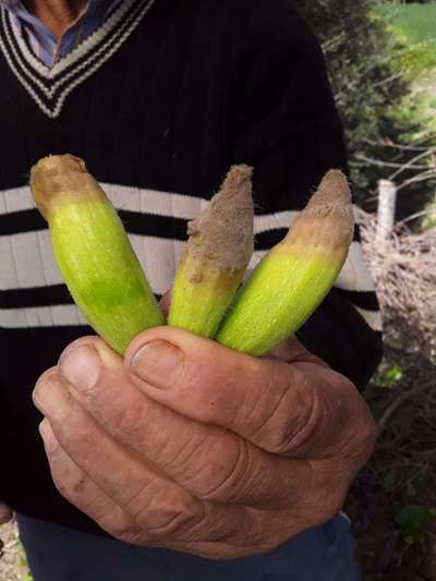 Pourriture Grise - Courgettes