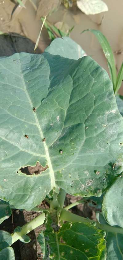 Flea Beetles - Cauliflower