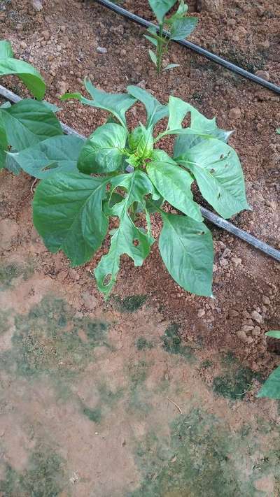 Chilli Thrips - Capsicum & Chilli