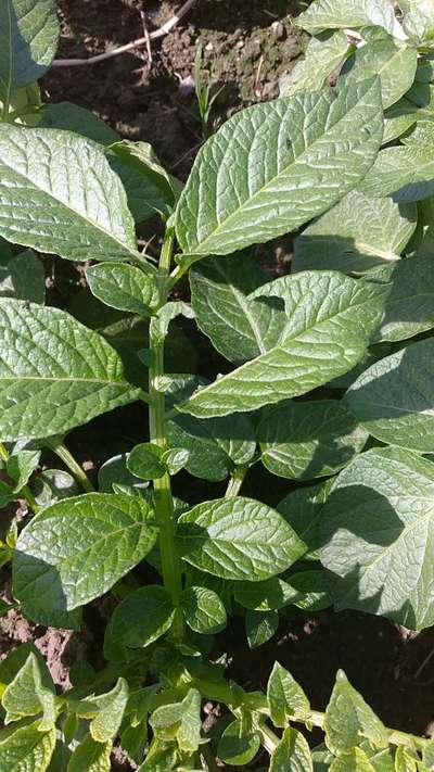 Tobacco Caterpillar - Potato