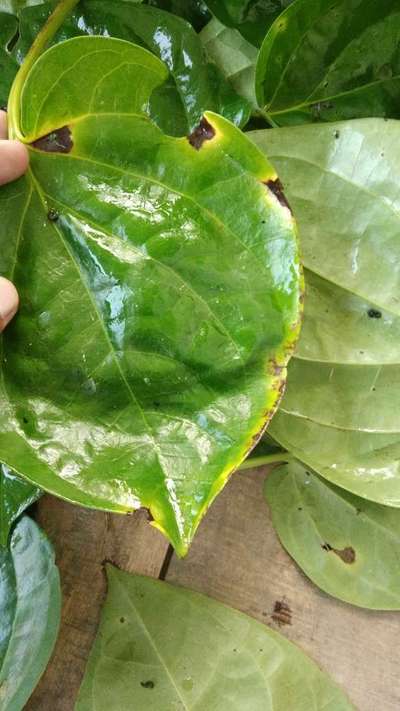 Potassium Deficiency - Capsicum & Chilli