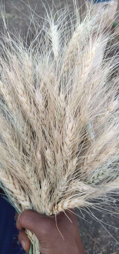 ಗೋಧಿ ಬ್ಲಾಸ್ಟ್ - ಗೋಧಿ