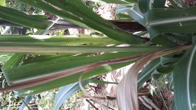 Broca da Cana-de-açúcar - Cana-de-açúcar