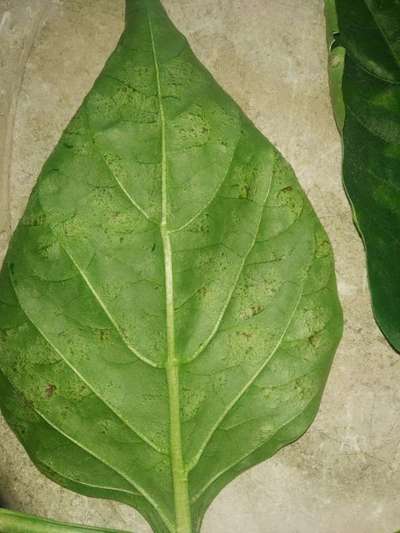 Leafhoppers and Jassids - Capsicum & Chilli