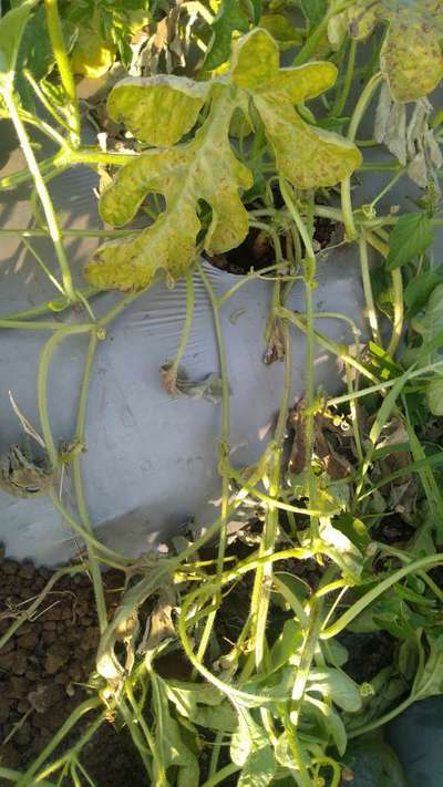 Downy Mildew of Cucurbits - Melon