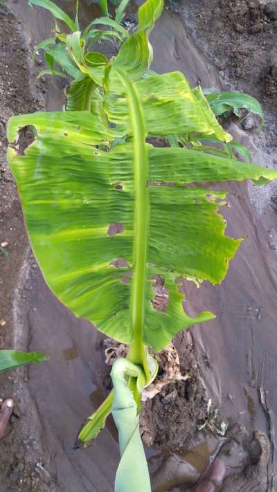 ಕ್ಯಾಲ್ಸಿಯಂ ಕೊರತೆ - ಬಾಳೆಹಣ್ಣು