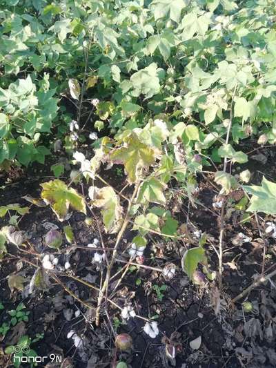 Fusarium Wilt - Cotton