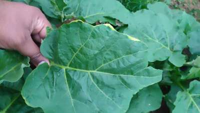 Leafhoppers and Jassids - Brinjal