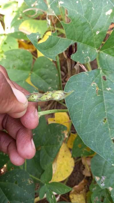 Helicoverpa Caterpillar - Bean