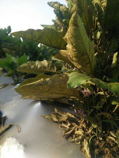 Spider Mites - Brinjal