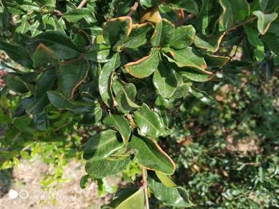 Thrips - Pomegranate