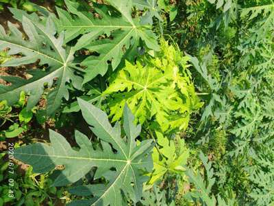 Nitrogen Deficiency - Papaya