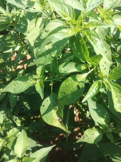 Flea Beetles - Capsicum & Chilli