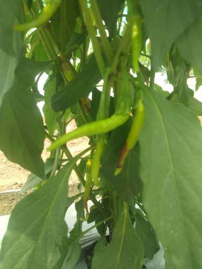 Anthracnose of Pepper - Capsicum & Chilli