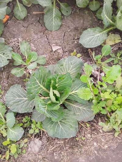 Whiteflies - Cabbage