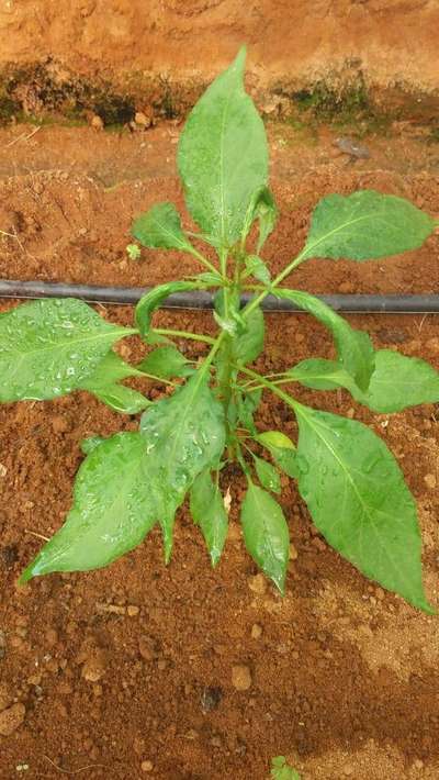 Broad Mite - Capsicum & Chilli