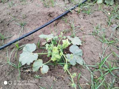 Downy Mildew of Cucurbits - Okra