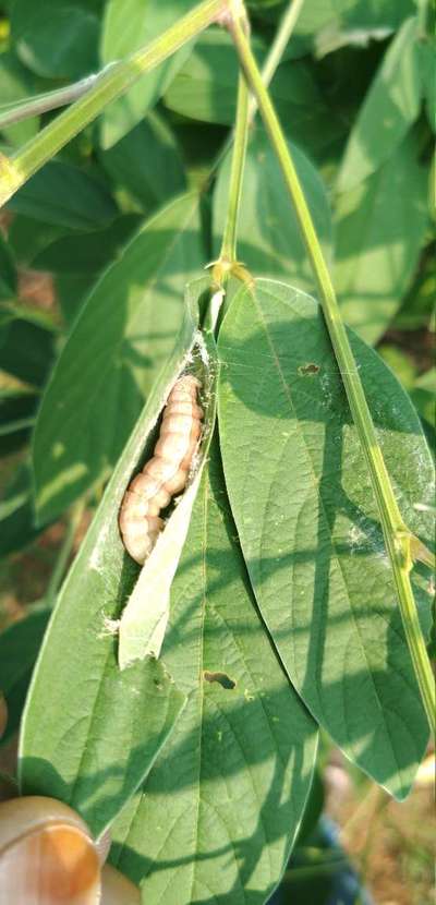 Gram Pod Borer - Pigeon Pea & Red Gram