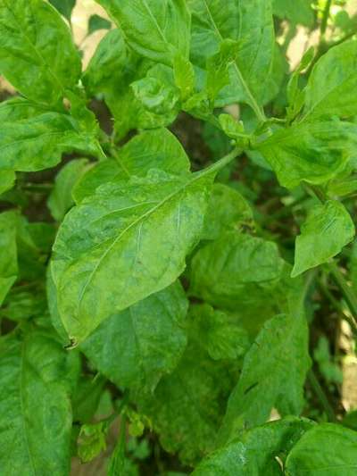 Spider Mites - Capsicum & Chilli