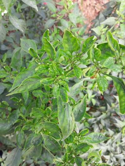 Powdery Mildew of Pepper - Capsicum & Chilli