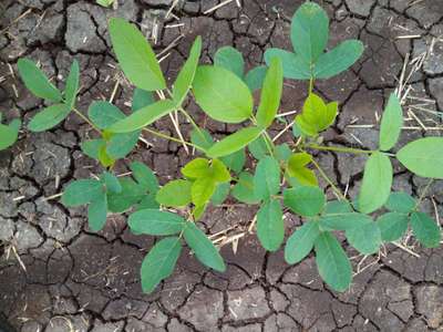 Nitrogen Deficiency - Soybean