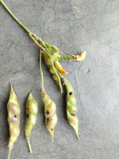 Gram Pod Borer - Pigeon Pea & Red Gram