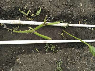 Bacterial Wilt - Capsicum & Chilli