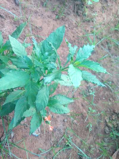 Healthy - Capsicum & Chilli