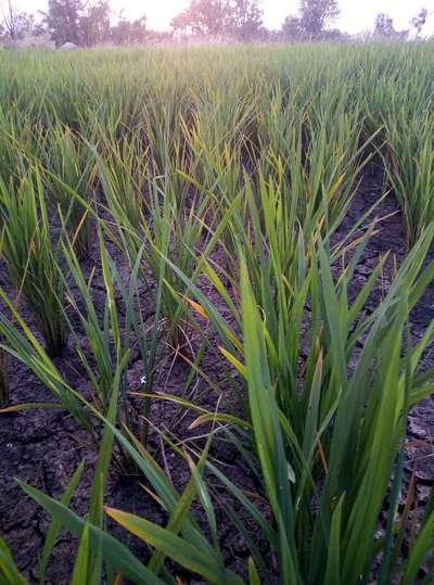 Bacterial Blight of Rice - Rice