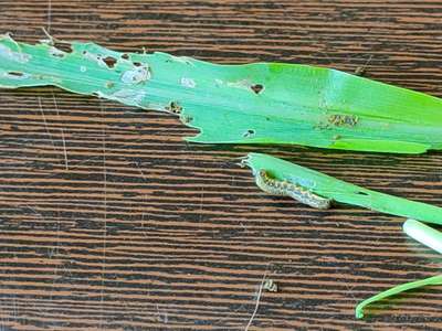 Tobacco Caterpillar - Maize