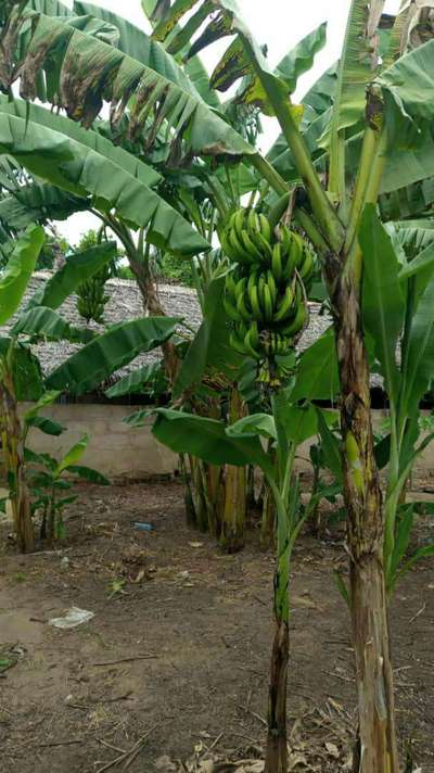 Yellow and Black Sigatoka - Banana