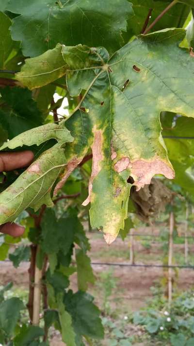 ದ್ರಾಕ್ಷಿಯ ಡೌನಿ ಮಿಲ್ಡ್ಯೂ - ದ್ರಾಕ್ಷಿ