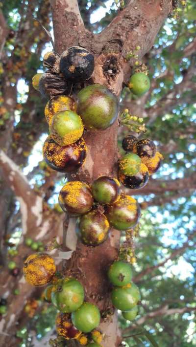 Antracnose/Podridão olho-de-boi - Uva