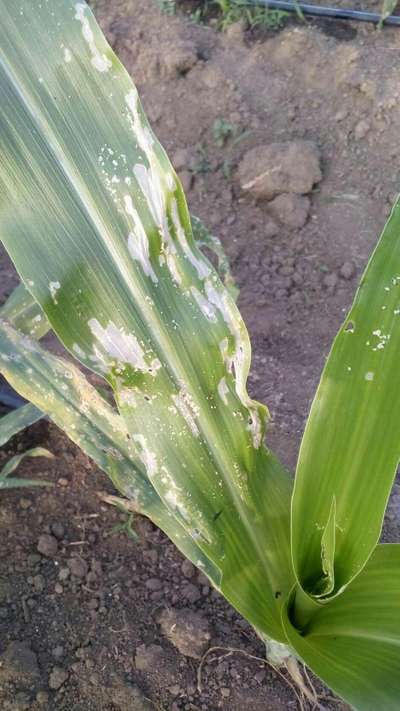 Fall Armyworm - Maize