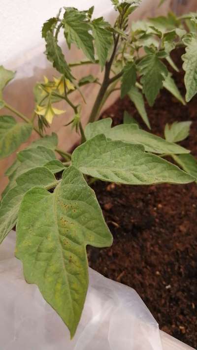 Gale bactérienne de la tomate - Tomates