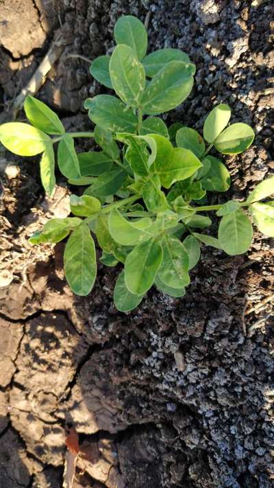 Aphids - Peanut