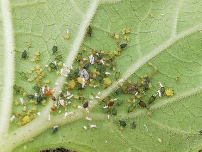 Aphids - Brinjal