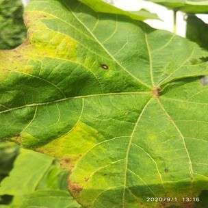 Cercospora Leaf Spot of Cotton - Cotton