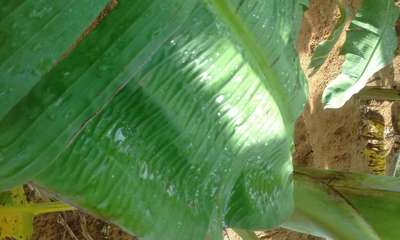 போரான் பற்றாக்குறை - வாழைப் பழம்