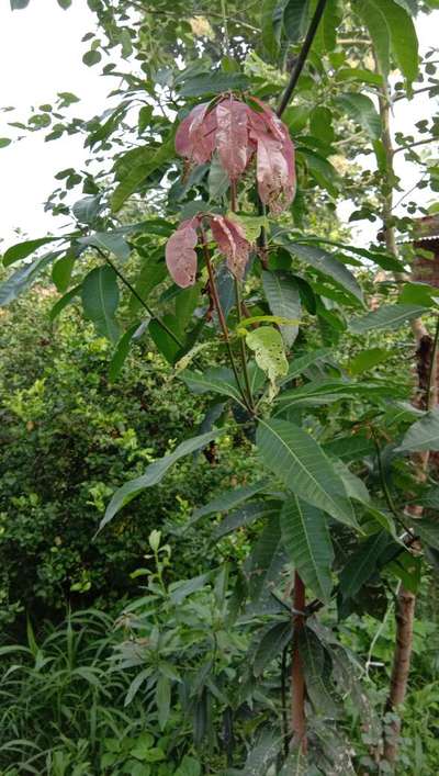 Mango Nut Weevil - Mango