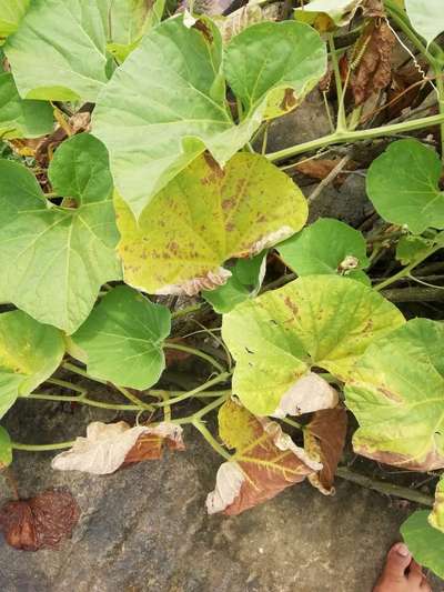 Downy Mildew of Cucurbits - Pumpkin