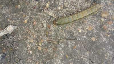 Fall Armyworm - Sorghum