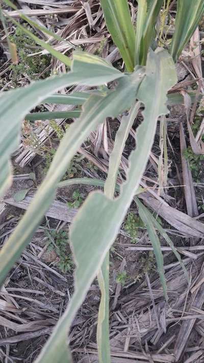 Helicoverpa Caterpillar - Sugarcane